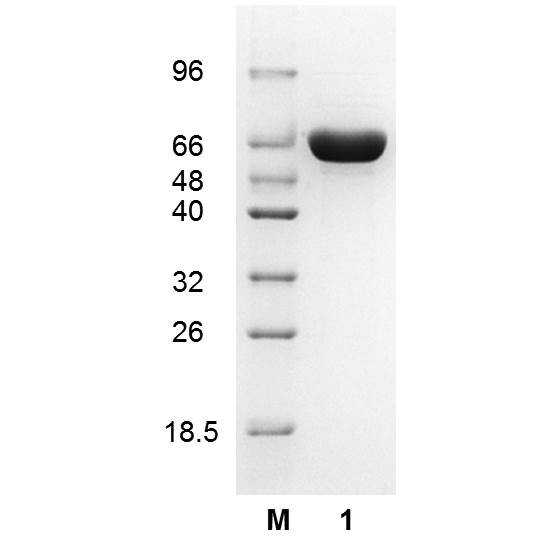 Glucose-6-phosphate isomerase (EC 5.3.1.9), Escherichia coli