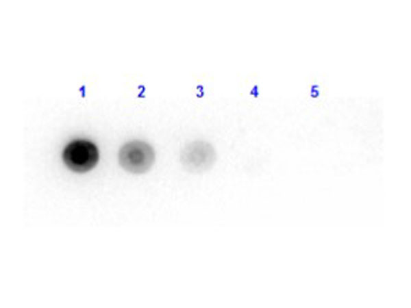 Anti-Luciferase (Photobacterium Fischeri)