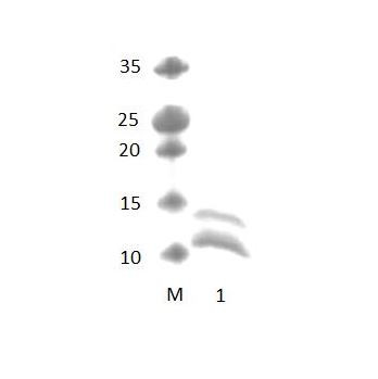 MYO18A PDZ Domain