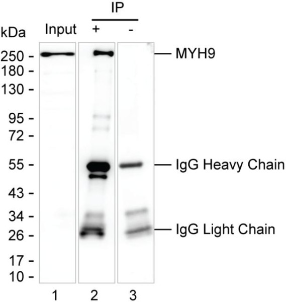 Anti-MYH9