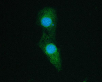 Anti-SHP2 / PTPN11, clone 2000000