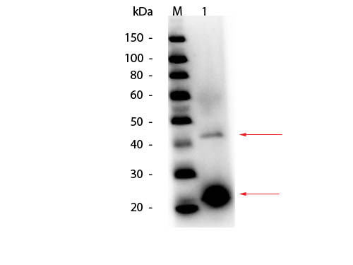 Anti-ACID PHOSPHATASE (Potato), Peroxidase Conjugated