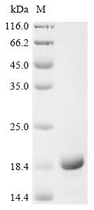 Protein S100-P (S100P), human, recombinant