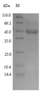 Cobra venom factor, partial, Naja kaouthia, recombinant