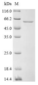 Protocadherin gamma-B3 (PCDHGB3), partial, recombinant human