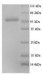 Elongation factor Tu, mitochondrial (TUFM), human, recombinant