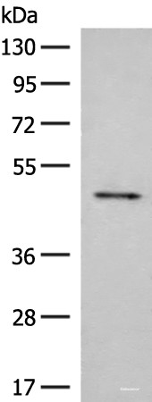 Anti-SCRN2