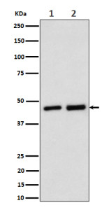 Anti-Annexin A7 / ANXA7, clone 30A75