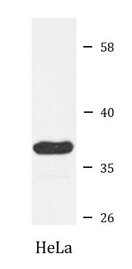Anti-MDH1