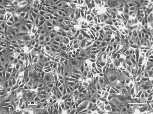 SCL I Cells