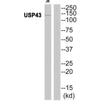 Anti-USP43