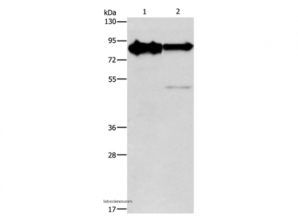 Anti-KIF3A