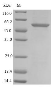 Inactive pancreatic lipase-related protein 1 (PNLIPRP1), dog, recombinant