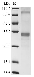 Membrane-spanning 4-domains subfamily A member 6D (Ms4a6d), mouse, recombinant