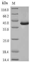 Transcription factor PU.1 (SPI1), human, recombinant