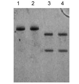Hot Start Taq DNA Polymerase