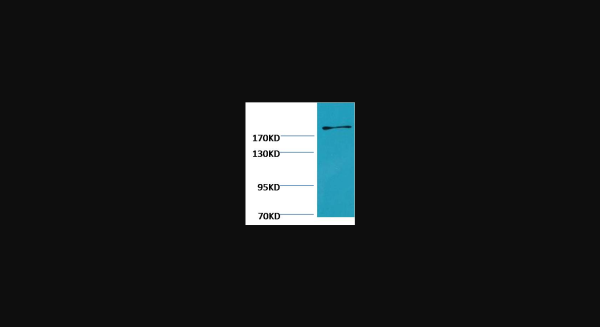 Anti-Fibronectin, monoclonal
