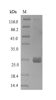 Syndecan-1 (Sdc1), partial, rat, recombinant