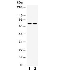 Anti-MDM4 / MDMX