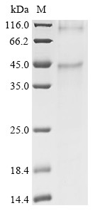 Medium-wave-sensitive opsin 1 (OPN1MW), human, recombinant