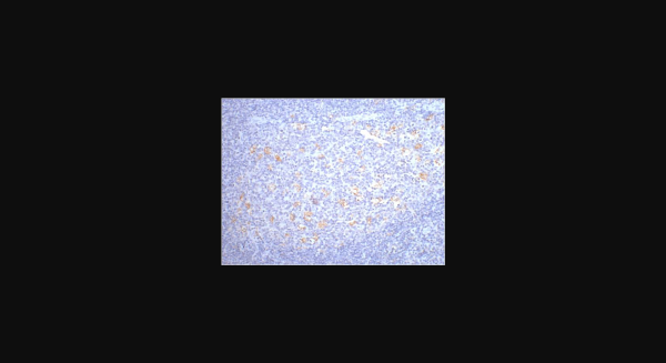Anti-CD68, monoclonal