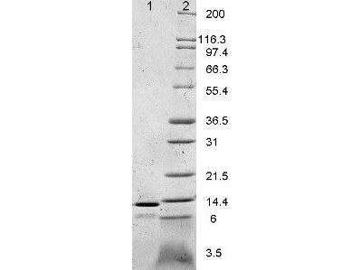 Leptin, mouse recombinant