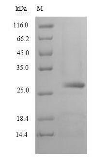 Chymotrypsin-like elastase family member 2A (CELA2A), human, recombinant