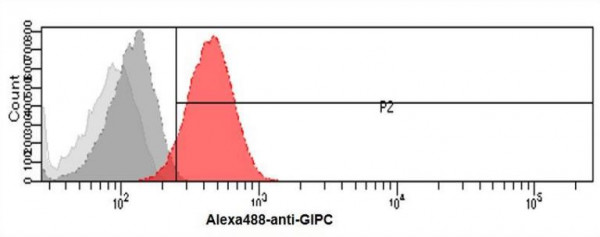 Anti-GIPC, clone 1G10