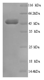 Transcobalamin-1 (TCN1), human, recombinant