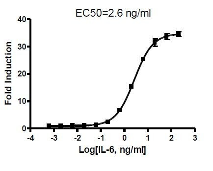 STAT3 Reporter (Luc) - HEK293 Cell line (Puromycin)