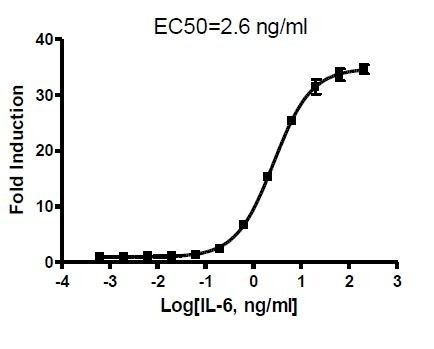 STAT3 Reporter (Luc) - HEK293 Cell line (Puromycin)