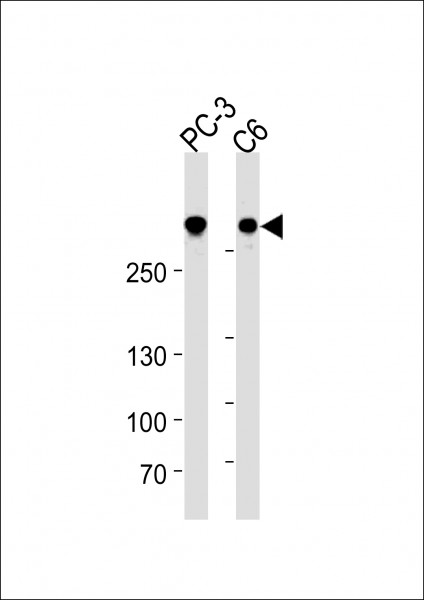 Anti-Filamin A