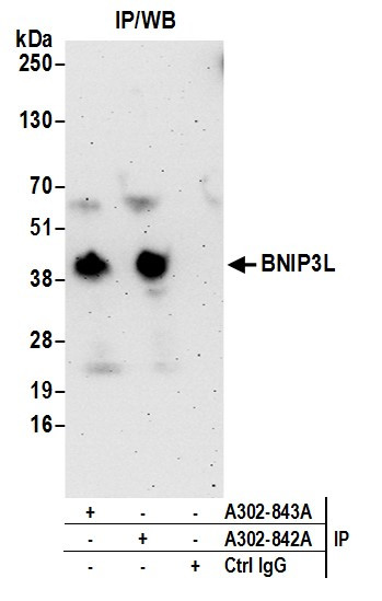Anti-BNIP3L
