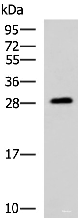 Anti-PAFAH1B3