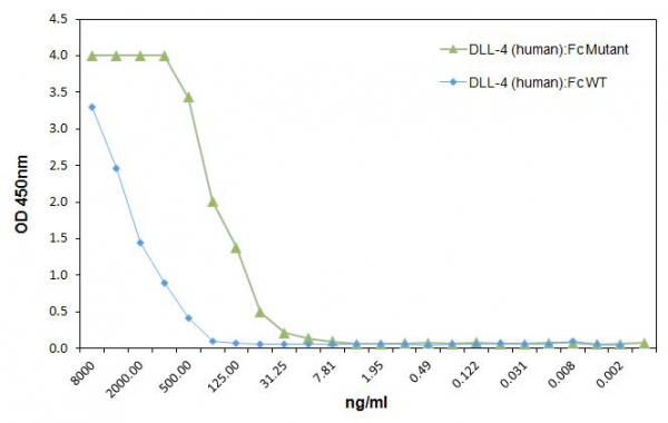DLL4 (human):Fc (human) (rec.) (highly active mutant)