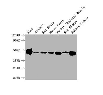 Anti-ENO1 Monoclonal, clone 8H9G12