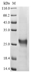 Transcription regulator protein BACH2 (BACH2), partial, human, recombinant