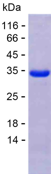 Recombinant Human NRG1 Protein