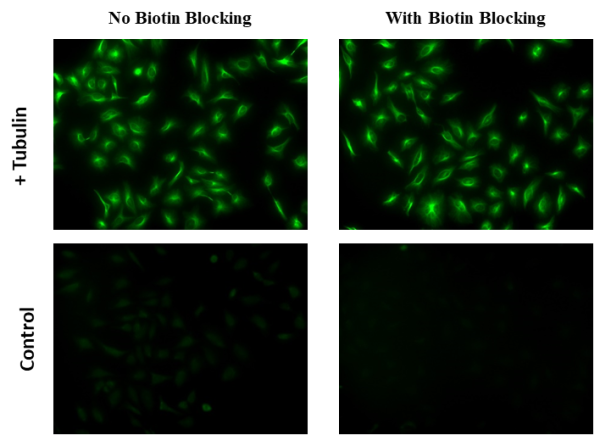 CytoWatch(TM) Endogenous Biotin Blocking Kit