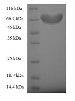 Fizzy-related protein homolog (FZR1), human, recombinant