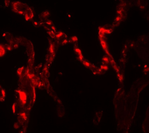 Anti-IL37 / IL1F7 / FIL1 zeta