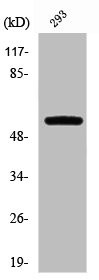 Anti-PFKFB2
