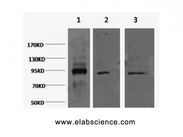 Anti-Oct-1/2, clone 5G3