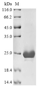 Muellerian-inhibiting factor (Amh), partial, mouse, recombinant