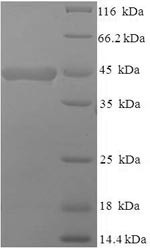 Macrosialin (Cd68), partial, mouse, recombinant