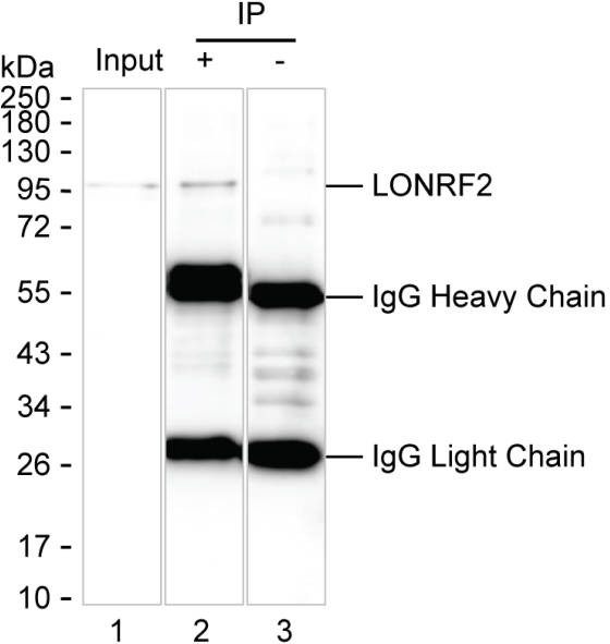 Anti-LONRF2 Magnetic Beads