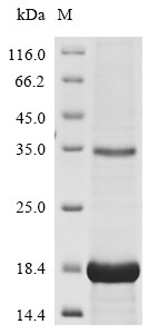 Neurotrophin-3 (NTF3), human, recombinant
