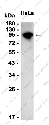 Anti-Recombinant Aryl Hydrocarbon Receptor, clone C372665