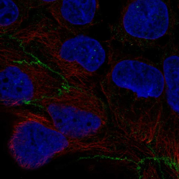 Anti-CGNL1