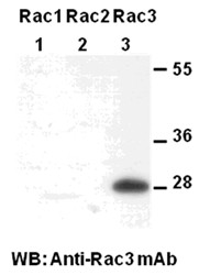Anti-Rac3, monoclonal